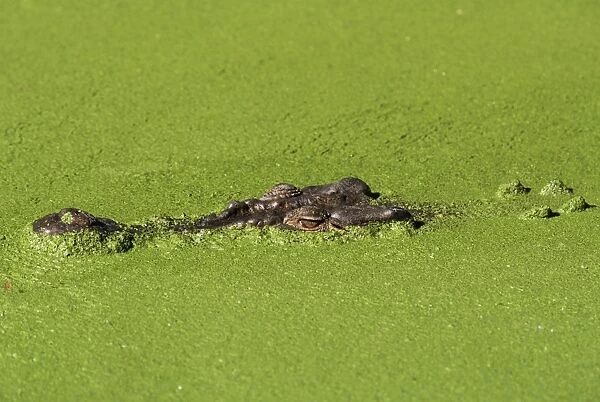 Saltwater crocodile (Crocodylus porosus), Rainforest Habitat sanctuary
