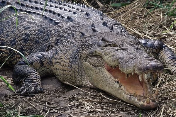 Saltwater crocodile (Crocodylus porosus), Airlie Beach, Queensland, Australia, Pacific