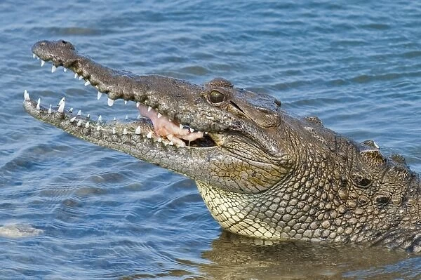 Saltwater crocodile in Punta Sur Park, Isla de Cozumel (Cozumel Island)