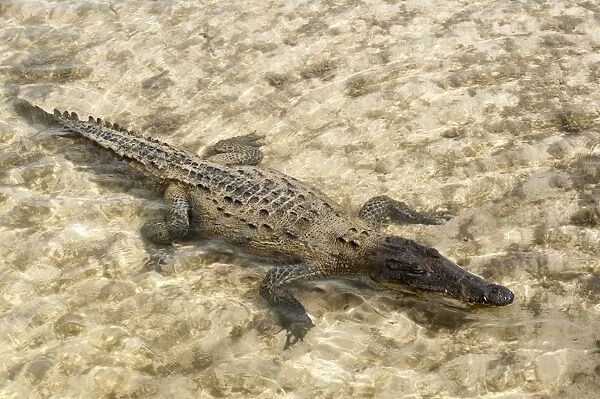 Saltwater crocodile in Punta Sur Park, Isla de Cozumel (Cozumel Island)