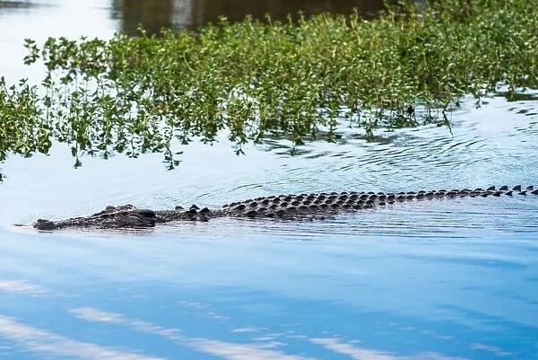 Saltwater crocodile in Yellow Water billabong and wetland, Kakadu National Park, Northern Territory