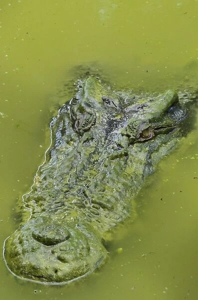 Saltwater or estuarine crocodile (Crocodylus porosus), Sarawak, Borneo