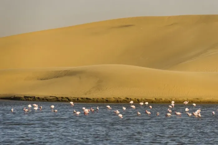 Framed Print : Saltwater pool with flamingos near Walvis Bay, Namibia, Africa Framed Print : Saltwater pool with flamingos near Walvis Bay, Namibia, Africa