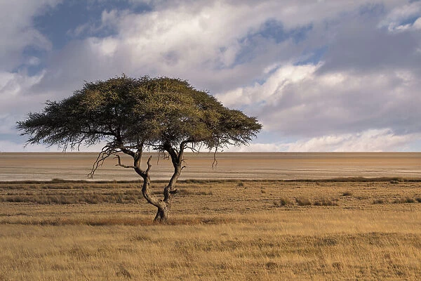 Salvadora waterhole in Etosha, famous for this lonely tree in the middle of the savannah