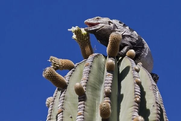 San Esteban spiny-tailed iguana (Ctenosaura conspicuosa) on cardon cactus, Isla San Esteban, Gulf of California (Sea of Cortez), Baja California, Mexico, North America