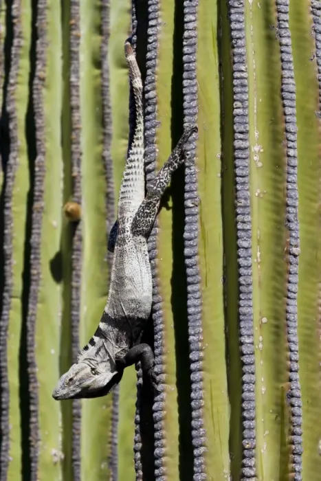 Framed Print : San Esteban spiny-tailed iguana (Ctenosaura conspicuosa) on cardon cactus, Isla San Esteban, Gulf of California (Sea of Cortez), Baja California, Mexico, North America Framed Print : San Esteban spiny-tailed iguana (Ctenosaura conspicuosa) on cardon cactus, Isla San Esteban, Gulf of California (Sea of Cortez), Baja California, Mexico, North America