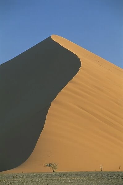 Sand dune and tree near Sesriem