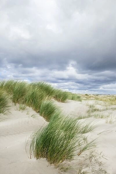 Sand dunes and dramatic sky, Schiermonnikoog, West Frisian Islands, Friesland, The Netherlands (Holland), Europe