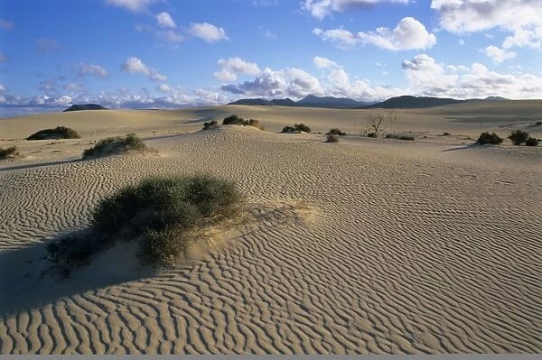 Sand dunes, near Corralejo, Fuerteventura, Canary Islands, Spain, Atlantic, Europe