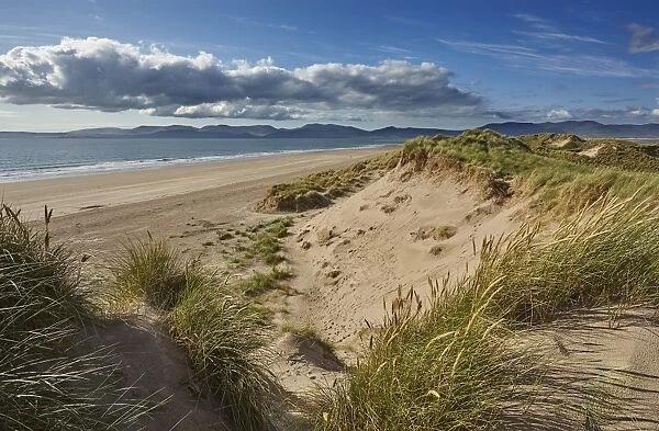 Sand dunes on Rossbeigh beach, Ring of Kerry, County Kerry, Munster, Republic of Ireland