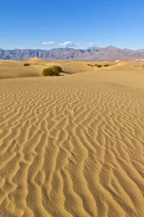 Framed Print : Sand ripples, mesquite bushes in the Mesquite Flats sand dunes, Grapevine Mountains of the Amargosa range behind, Stovepipe Wells, Death Valley National Park, California, United States of America Framed Print : Sand ripples, mesquite bushes in the Mesquite Flats sand dunes, Grapevine Mountains of the Amargosa range behind, Stovepipe Wells, Death Valley National Park, California, United States of America