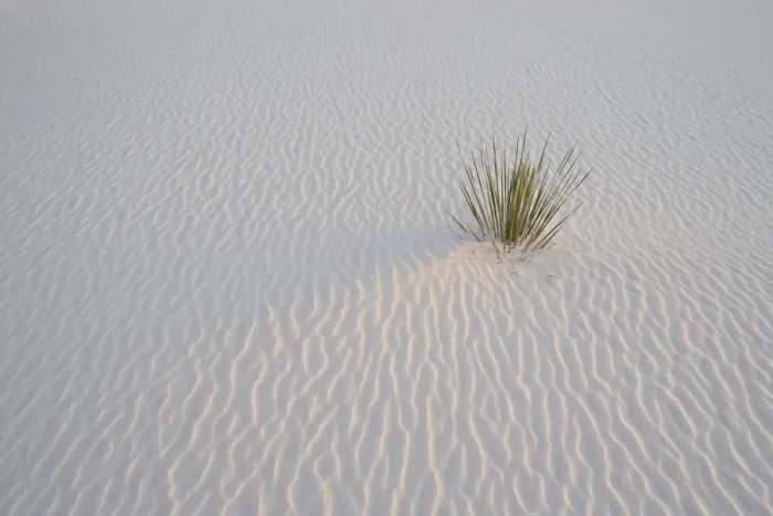 Framed Print : Sand ripples and yucca in last light, White Sands National Monument, New Mexico Framed Print : Sand ripples and yucca in last light, White Sands National Monument, New Mexico