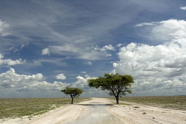 Sand road through the pan, Etosha National Park, Namibia, Africa