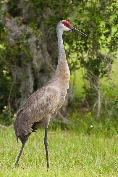 Sandhill crane (Grus canadensis), Everglades, Florida, United States of America, North America