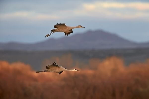 Two sandhill crane (Grus canadensis) in flight, Bosque del Apache National Wildlife Refuge