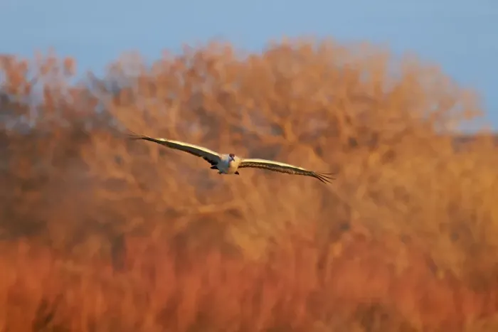 Framed Print : Two sandhill crane (Grus canadensis) in flight, Bosque del Apache National Wildlife Refuge Framed Print : Two sandhill crane (Grus canadensis) in flight, Bosque del Apache National Wildlife Refuge