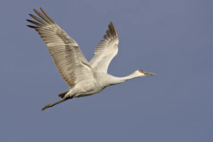 Framed Print : Sandhill crane (Grus canadensis) in flight, Bosque Del Apache National Wildlife Refuge Framed Print : Sandhill crane (Grus canadensis) in flight, Bosque Del Apache National Wildlife Refuge
