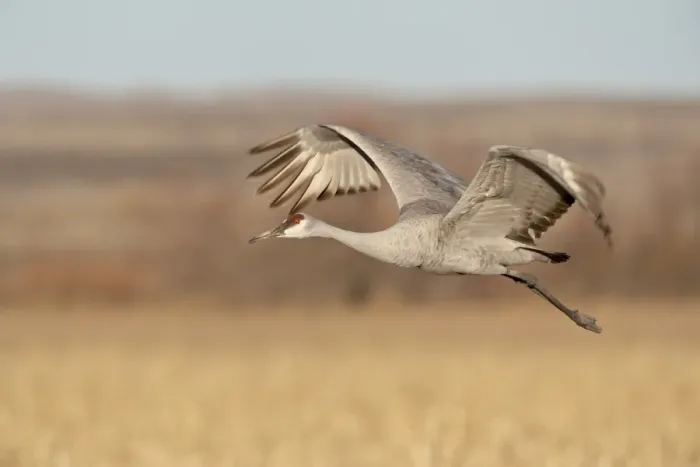 Framed Print : Sandhill crane (Grus canadensis) in flight, Bosque Del Apache National Wildlife Refuge Framed Print : Sandhill crane (Grus canadensis) in flight, Bosque Del Apache National Wildlife Refuge