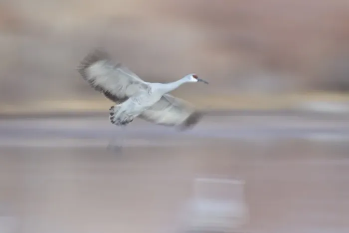 Framed Print : Sandhill crane (Grus canadensis) landing, Bosque del Apache National Wildlife Refuge, New Mexico, United States of America, North America Framed Print : Sandhill crane (Grus canadensis) landing, Bosque del Apache National Wildlife Refuge, New Mexico, United States of America, North America