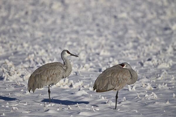 Two sandhill crane (Grus Canadensis) in the snow, Bosque del Apache National Wildlife Refuge