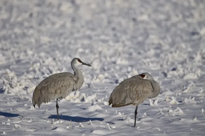 Framed Print : Two sandhill crane (Grus Canadensis) in the snow, Bosque del Apache National Wildlife Refuge Framed Print : Two sandhill crane (Grus Canadensis) in the snow, Bosque del Apache National Wildlife Refuge