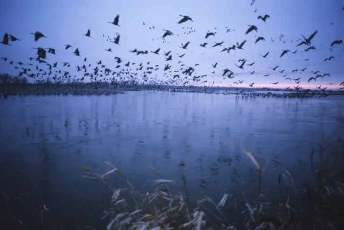 Framed Print : Sandhill crane migration Framed Print : Sandhill crane migration