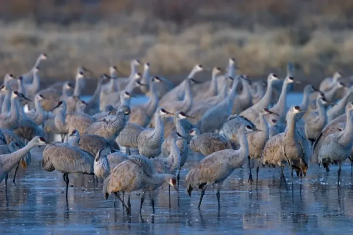 Framed Print : Sandhill cranes Framed Print : Sandhill cranes