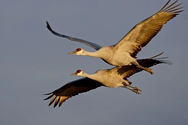 Two Sandhill Cranes (Grus canadensis) in flight in late afternoon light