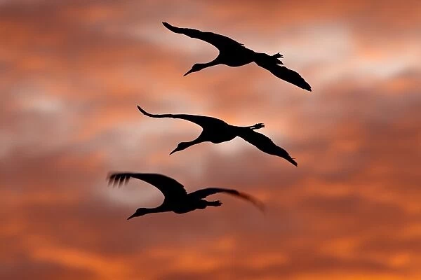 Three Sandhill Cranes (Grus canadensis) in flight silhouetted against red clouds
