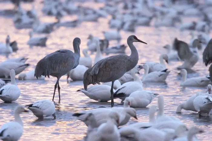 Framed Print : Sandhill cranes and snow geese Framed Print : Sandhill cranes and snow geese