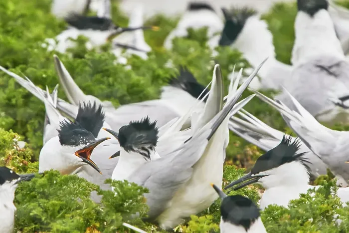 Framed Print : Sandwich Terns (Sterna sandivicensis), in their breeding colony in June, on Brownsea Island, a nature reserve in Poole Harbour, Dorset, England, United Kingdom, Europe Framed Print : Sandwich Terns (Sterna sandivicensis), in their breeding colony in June, on Brownsea Island, a nature reserve in Poole Harbour, Dorset, England, United Kingdom, Europe