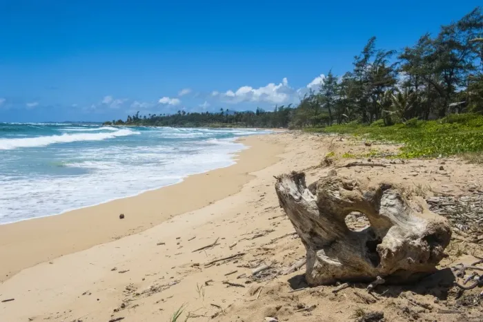 Framed Print : Sandy beach on Kapaa Beach Park on the island of Kauai, Hawaii, United States of America, Pacific Framed Print : Sandy beach on Kapaa Beach Park on the island of Kauai, Hawaii, United States of America, Pacific