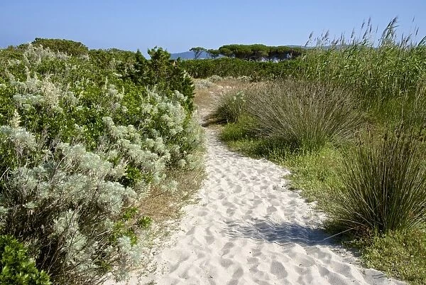 Sandy path to the beach, scrub plants and pine trees in the background, Costa degli Oleandri