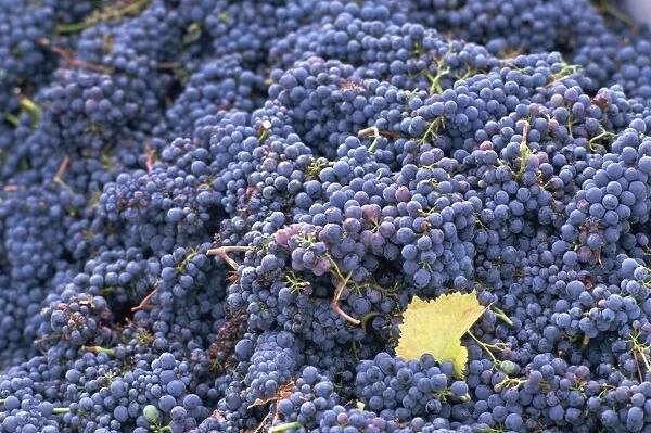 Sangiovese grapes, Chianti, Tuscany, Italy, Europe