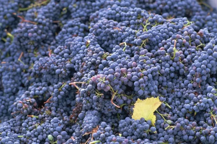 Framed Print : Sangiovese grapes, Chianti, Tuscany, Italy, Europe Framed Print : Sangiovese grapes, Chianti, Tuscany, Italy, Europe