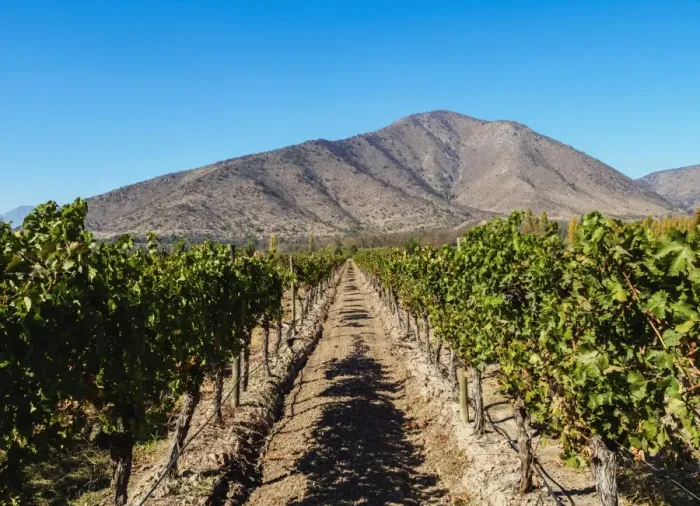 Framed Print : Santa Rita Vineyard, Alto Jahuel, Buin, Santiago Metropolitan Region, Chile, South Framed Print : Santa Rita Vineyard, Alto Jahuel, Buin, Santiago Metropolitan Region, Chile, South