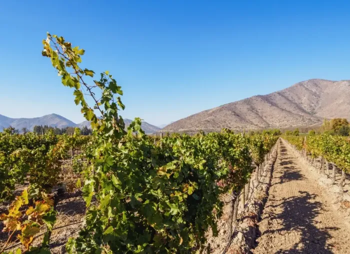 Framed Print : Santa Rita Vineyard, Alto Jahuel, Buin, Santiago Metropolitan Region, Chile, South Framed Print : Santa Rita Vineyard, Alto Jahuel, Buin, Santiago Metropolitan Region, Chile, South