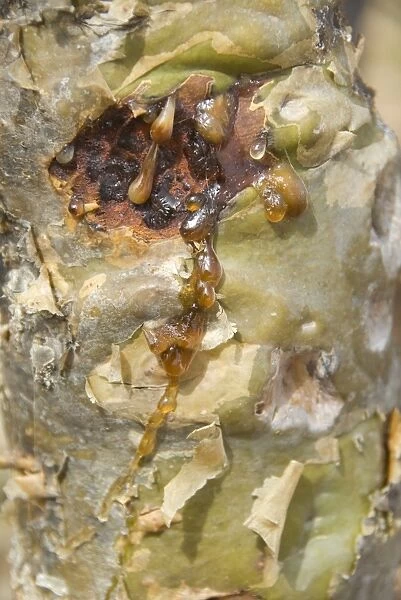 Sap seeping out through bark of frankincense tree, Momi Plateau, eastern end of Socotra Island