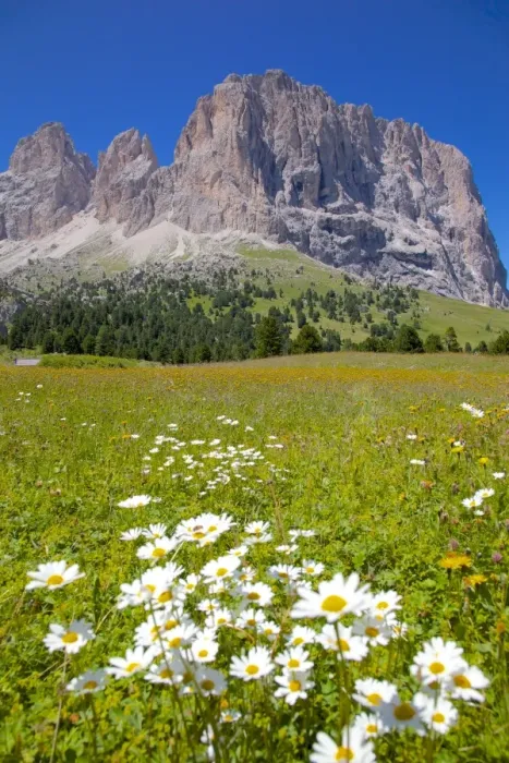 Framed Print : Sassolungo Group and daisies, Sella Pass, Trento and Bolzano Provinces, Italian Dolomites, Italy, Europe Framed Print : Sassolungo Group and daisies, Sella Pass, Trento and Bolzano Provinces, Italian Dolomites, Italy, Europe