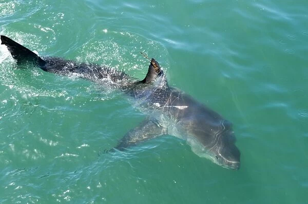 Satellite tagged great white shark (Carcharodon carcharias), Gansbaai, Klein Bay, Western Cape, South Africa, Africa