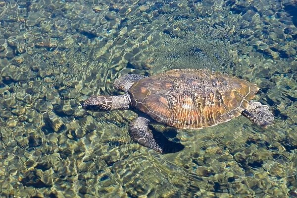 Satoalepai turtle pool, Savaii Island, Western Samoa, South Pacific, Pacific