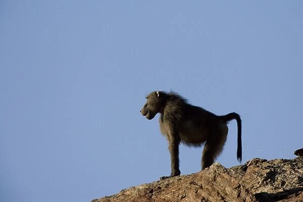 Savanna baboon (Papio cynocephalus)