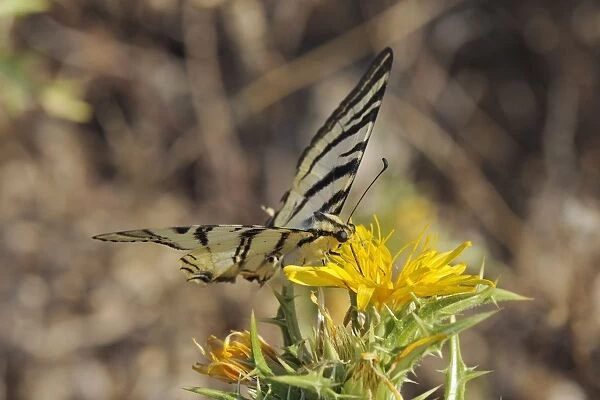 Scarce swallowtail butterfly (Iphiclides podalirius) feeding from spiny sow thistle (Sonchus asper), Zadar province, Croatia, Europe