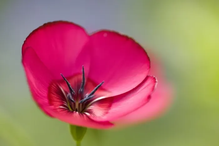 Framed Print : Scarlet Flax Framed Print : Scarlet Flax