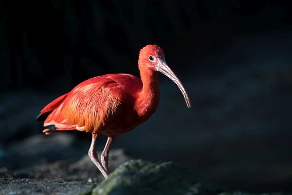 The scarlet ibis (Eudocimus ruber), United Kingdom, Europe