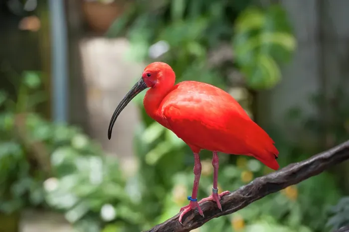 Framed Print : Scarlet ibis inside the Rainforest Pyramid, Moody Gardens, Galveston island, Gulf of Mexico, Texas, United States of America Framed Print : Scarlet ibis inside the Rainforest Pyramid, Moody Gardens, Galveston island, Gulf of Mexico, Texas, United States of America