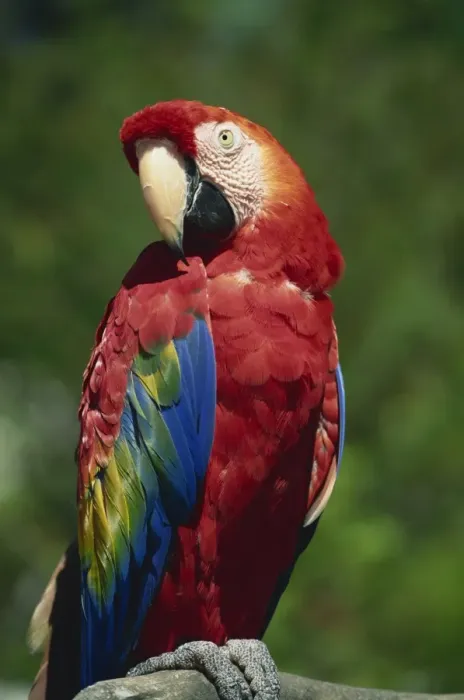 Framed Print : Scarlet Macaw Framed Print : Scarlet Macaw