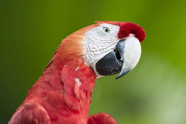Scarlet Macaw (Ara macao), Amazon, Brazil, South America