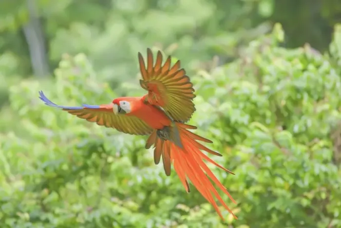 Framed Print : Scarlet macaw (Ara macao) in flight, Corcovado National Park, Osa Peninsula Framed Print : Scarlet macaw (Ara macao) in flight, Corcovado National Park, Osa Peninsula