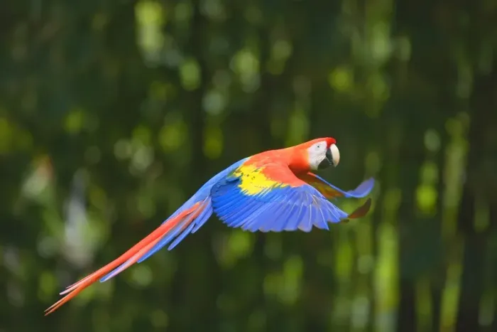 Framed Print : Scarlet macaw (Ara macao) in flight, Corcovado National Park, Osa Peninsula Framed Print : Scarlet macaw (Ara macao) in flight, Corcovado National Park, Osa Peninsula